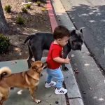 Dalam drama korea, anjing juga bisa menjaga anak umur 4 tahun. IMG-20260804-WA0215